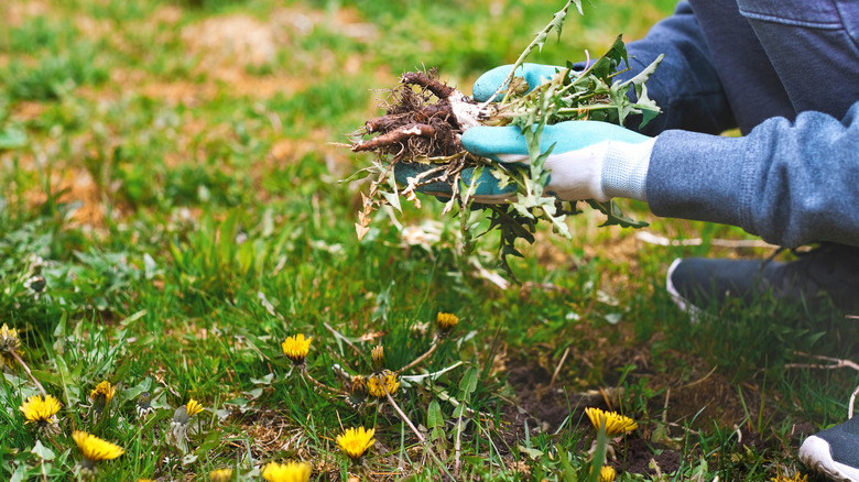 A gardener removing weeds from their lawn