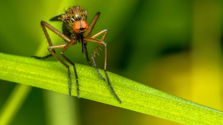 Mosquito on a blade of grass