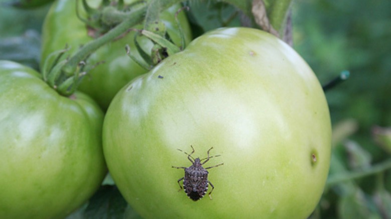 Stink bug on a tomato