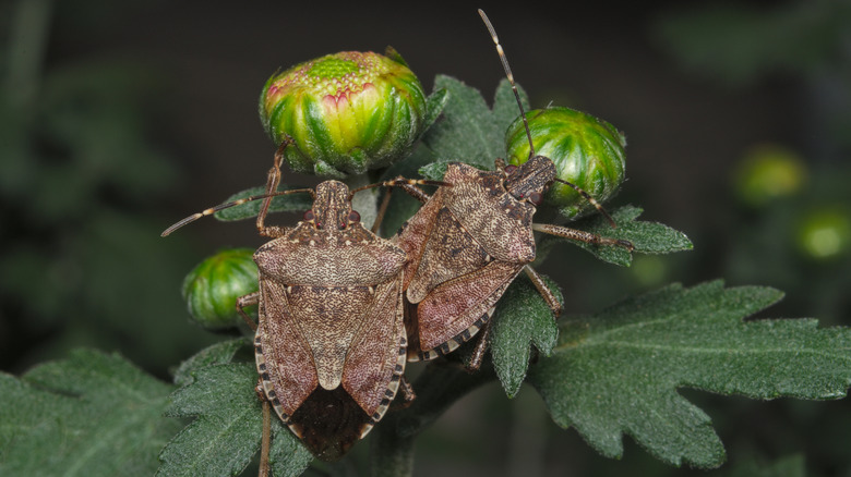 Stink bugs on flowers