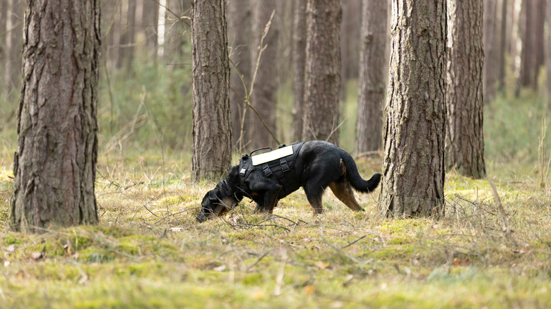 Black and brown dog in a black working dog vest sniffing the ground in a forest