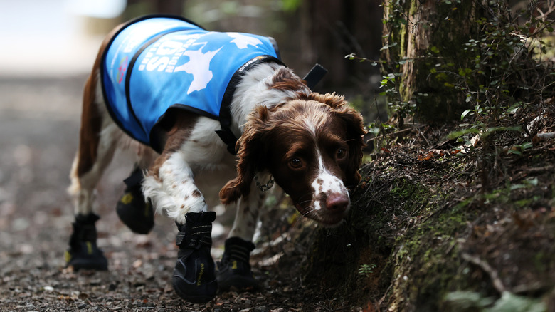 Brown and white dog with a blue working dog vest in a forest