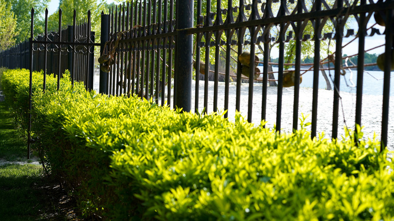 Hedges along fence