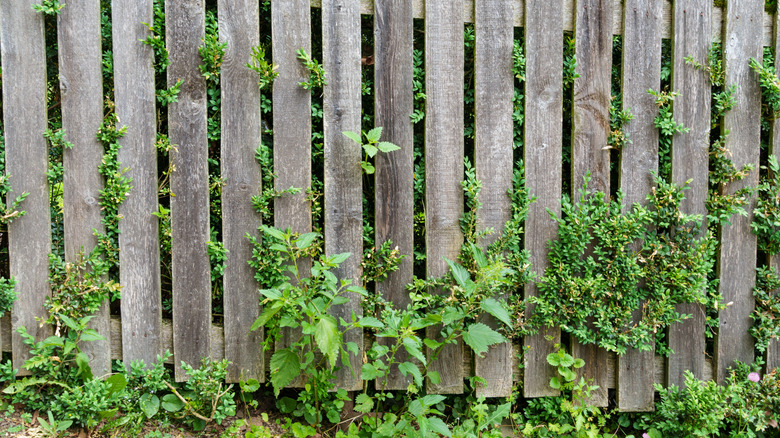 Weeds growing under fence