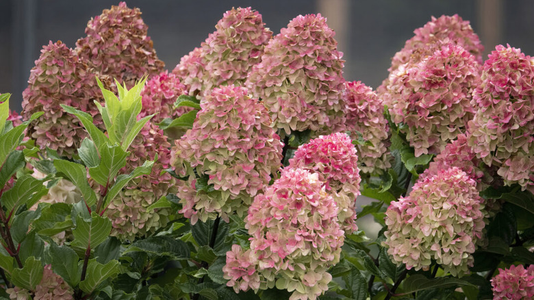 Spring sizzle hydrangea