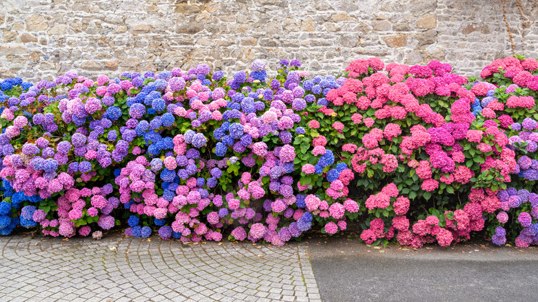 Row of various hydrangeas