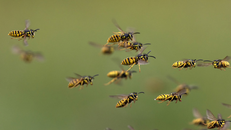 Swarm of wasps