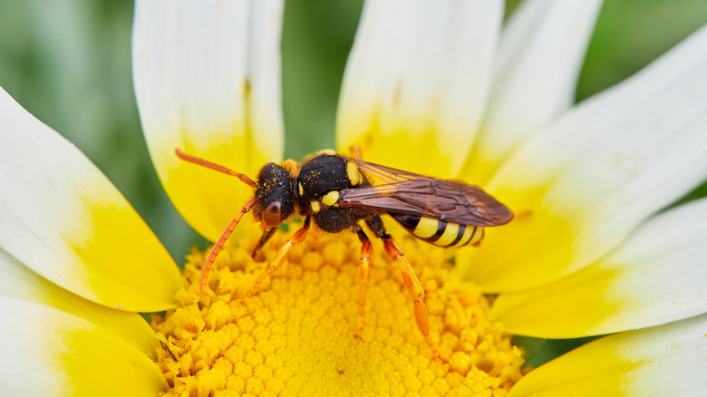 Wasp on yellow and white flower