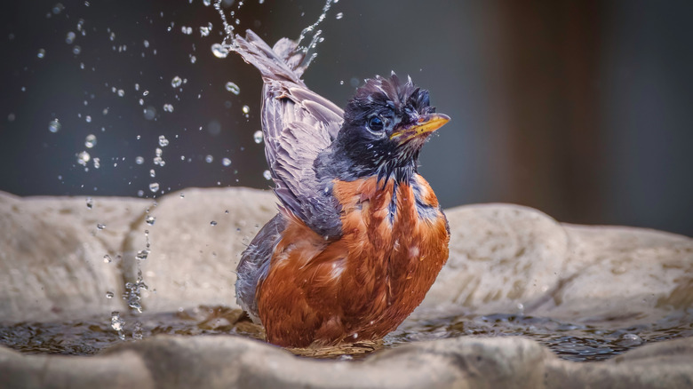 Bird splashing in birdbath