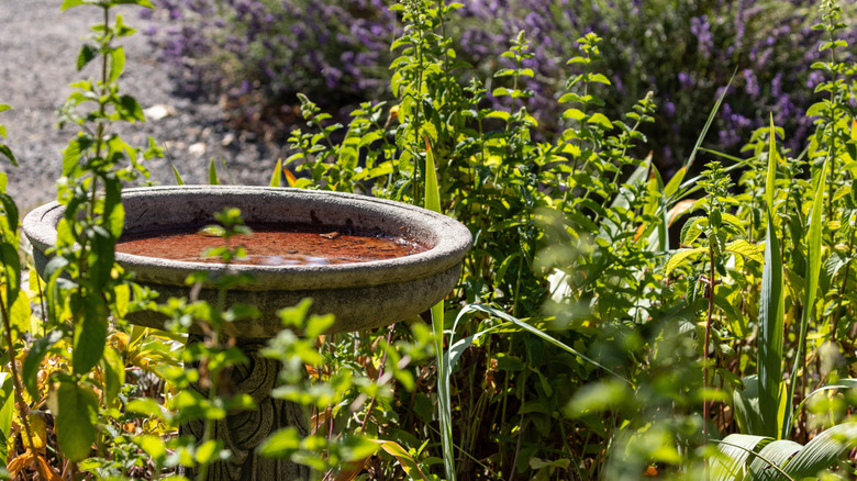 Birdbath surrounded by plants