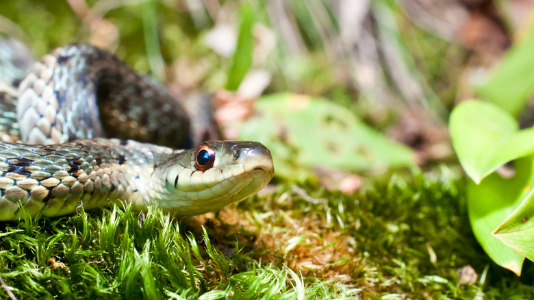 Snake in green vegetation