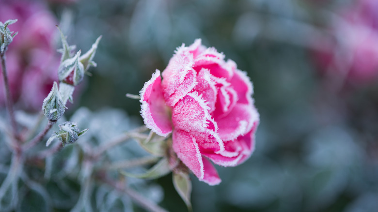 Pink rose covered in frost