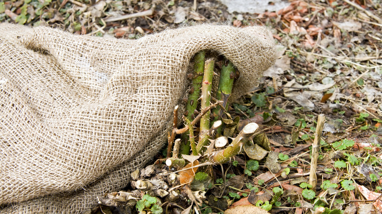A pruned rose bush covered in burlap