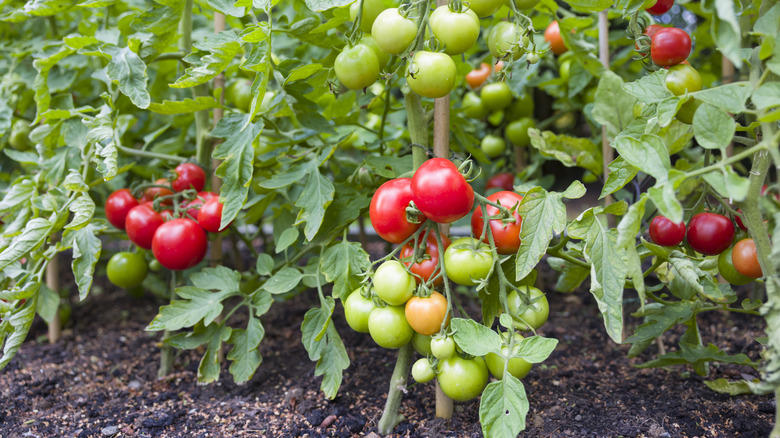 Tomato plants full of red and green tomatoes