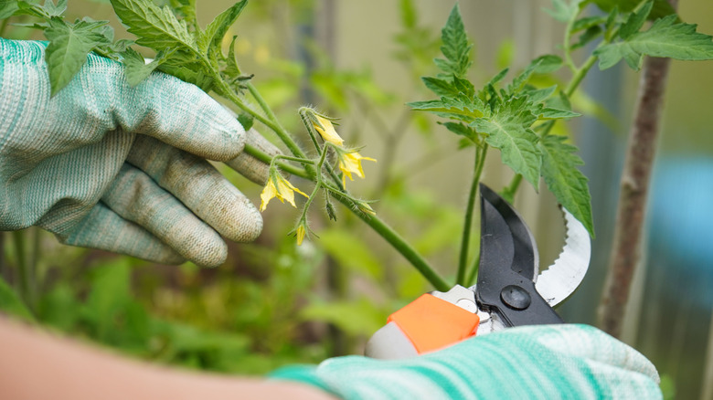 Pruning tomato plants