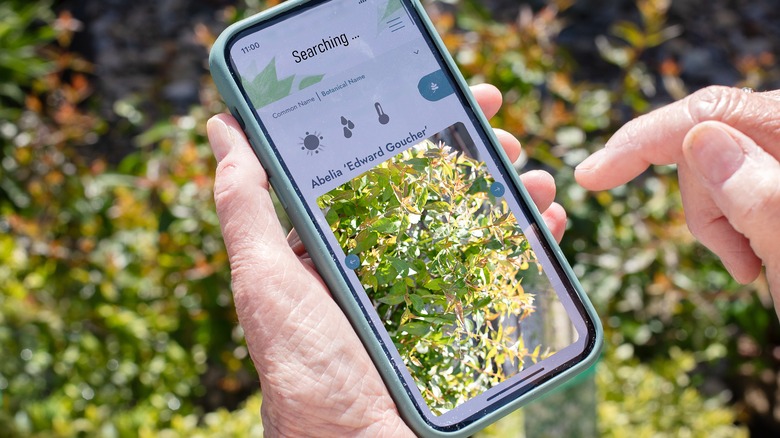 Person using plant identification app