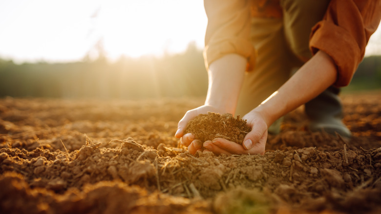 Person's hands holding garden soil
