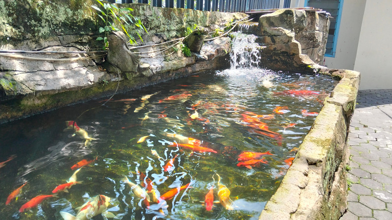 Fish pond in a yard