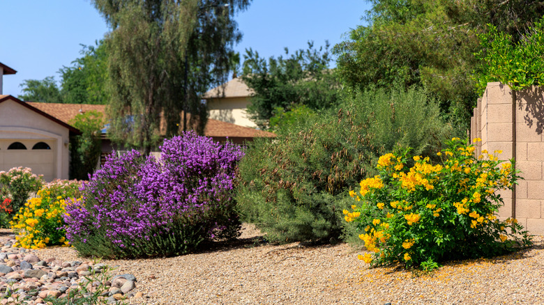 Lawn with gravel and native plants