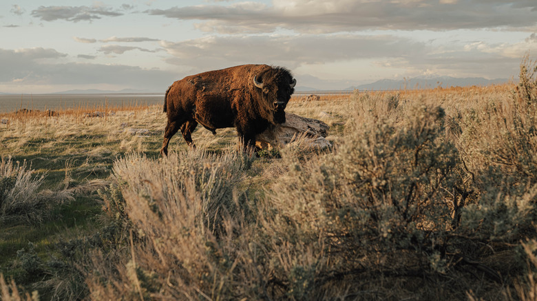 Bison at Antelope Island State Park