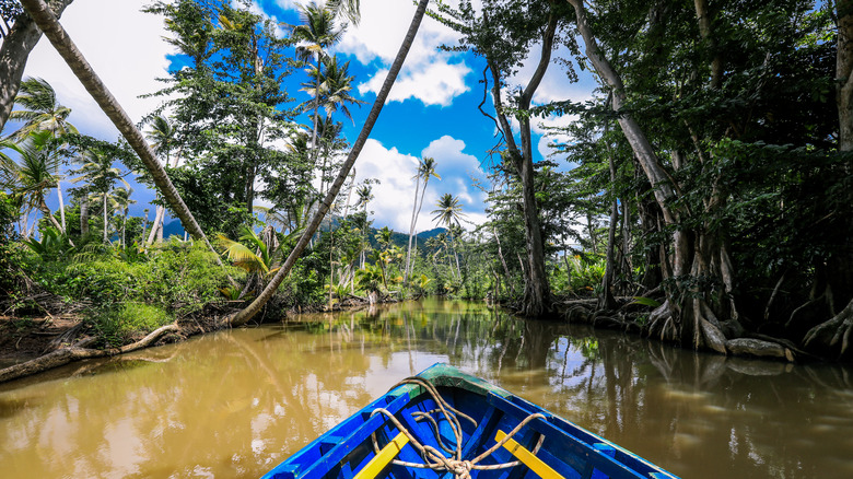 View from a boat on a river in Dominica