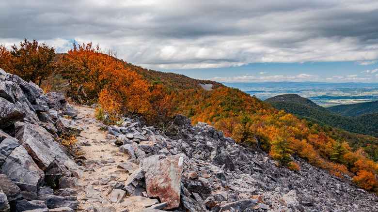 Fall foliage along the Appalachian Trail in Virginia
