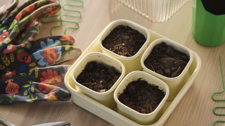 An IKEA plant starter set, from the DOFTRIPS collection