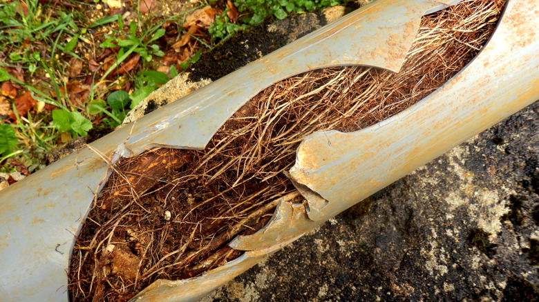 Tree roots in busted pipe