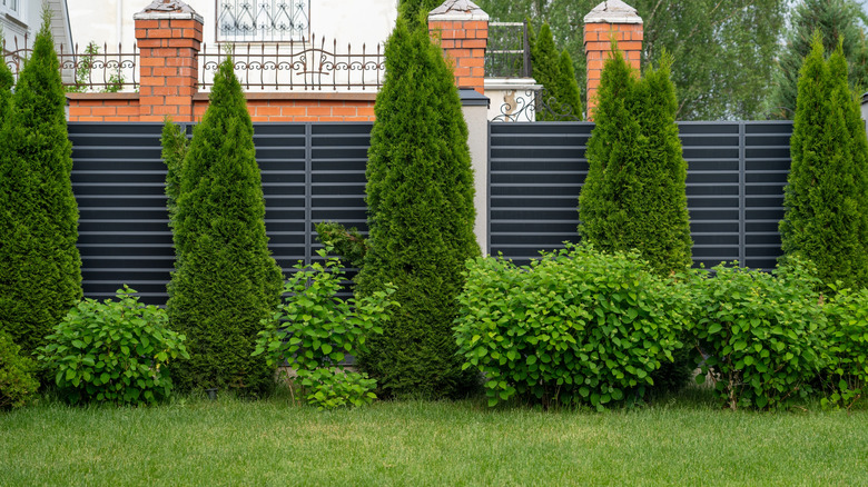 A garden boundary with navy blue metal fence and evergreen shrubs