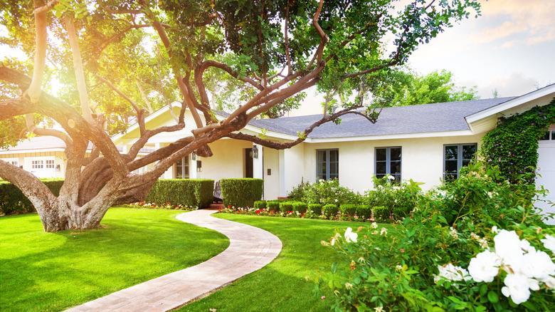 A sunlit garden of a house with a large tree