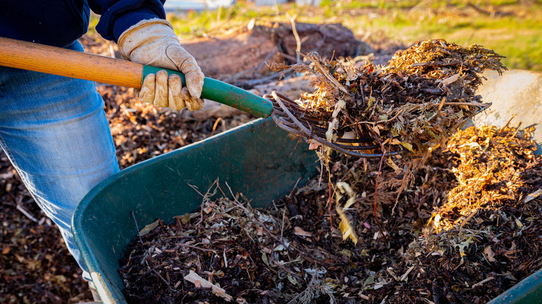 A person with a pitch fork picking up mulch in a wheelbarrow