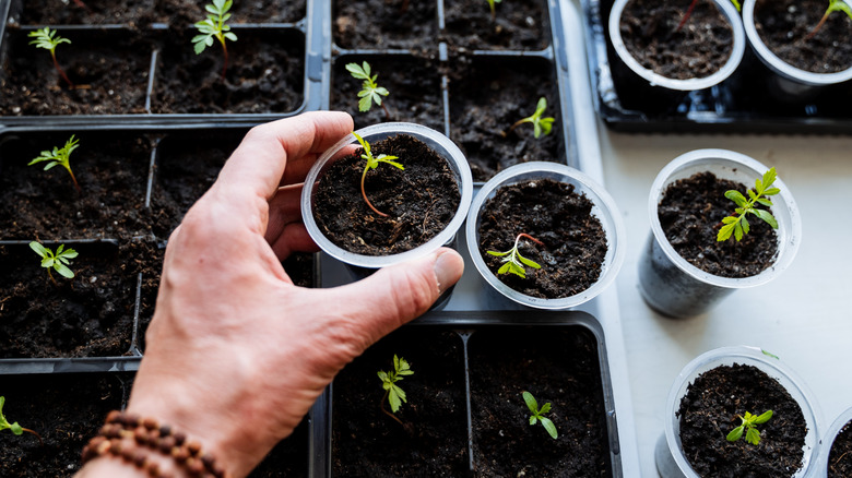 A person holding a seedling they grew indoors