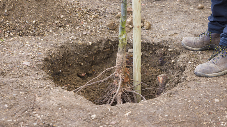 A person planting a bare root tree in a hole