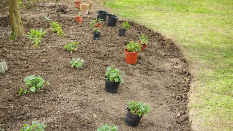 planning a garden plot by setting plants in place