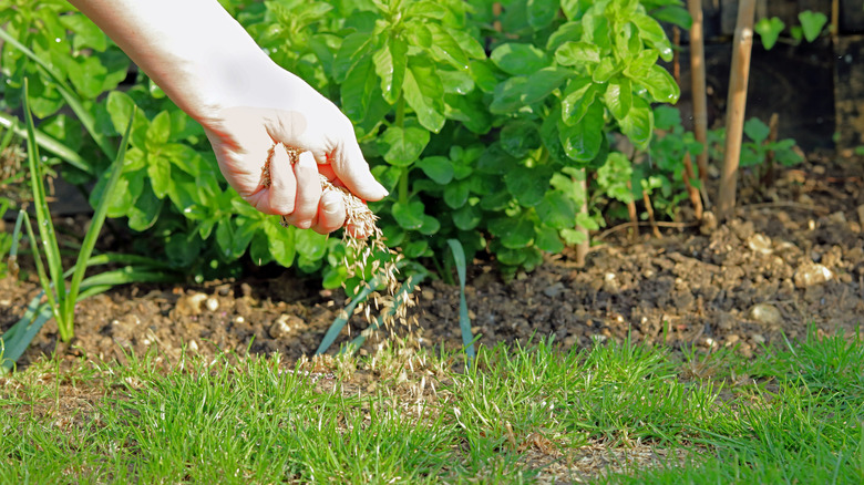 A gardener throws down some seeds on their patchy grass