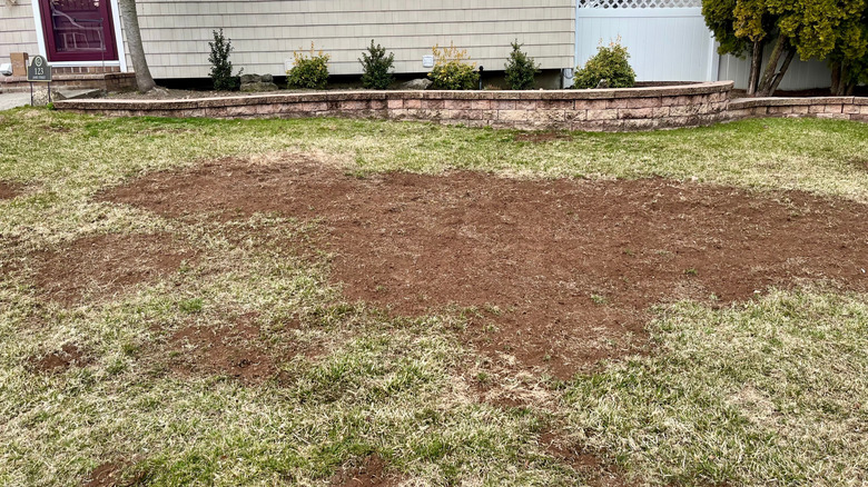 A front lawn that has been largely ripped up and reseeded