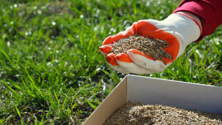 A gardener with a handful of grass seeds