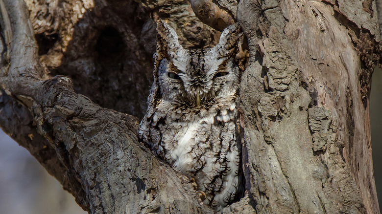 Eastern screech owl in a tree