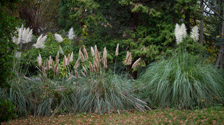 Pampas grass growing around perimeter of yard