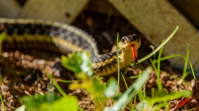 Garter snake