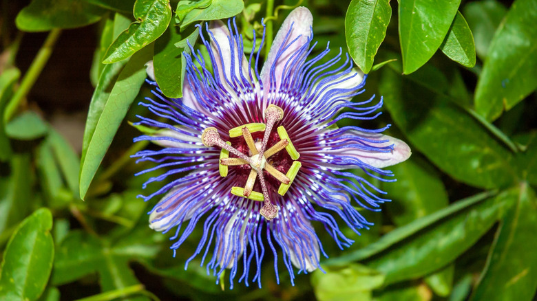 A passionflower in bloom