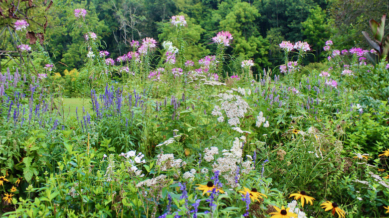 Pollinator garden with multiple blooms