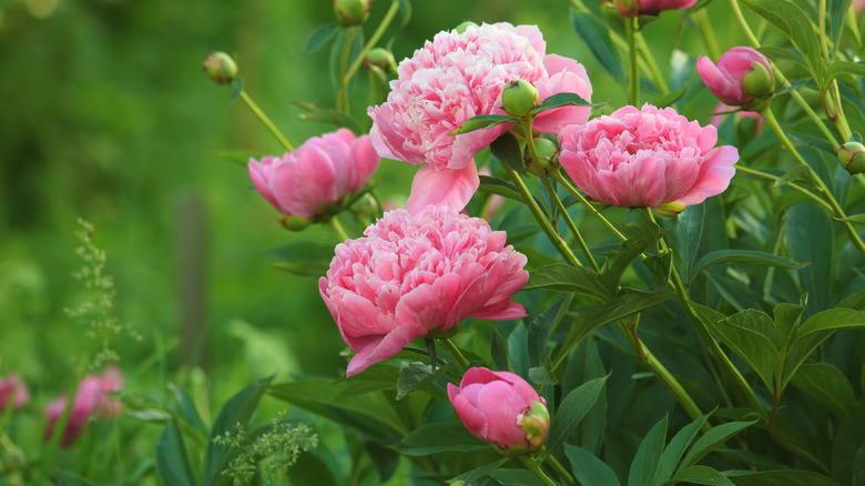 Pink peonies in full bloom