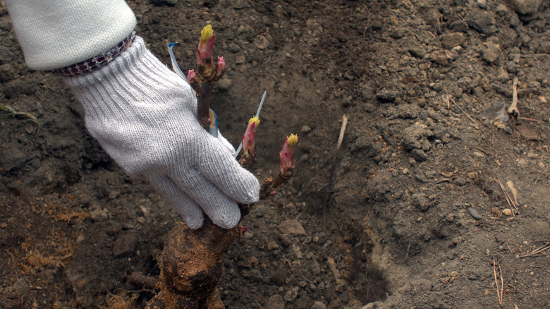 Person planting peonies