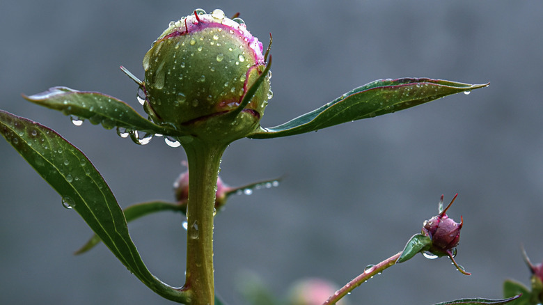 Peony bud with water droplets