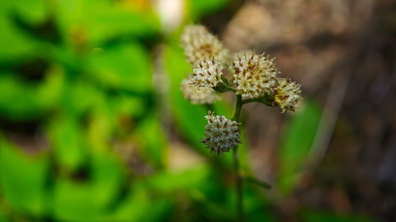 Close up of the pussytoe (Antennaria plantaginifolia) perennial