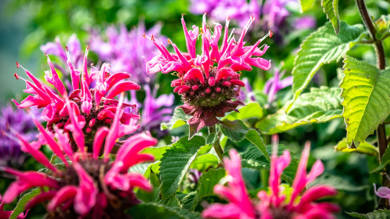 Bee balm thriving in the summer