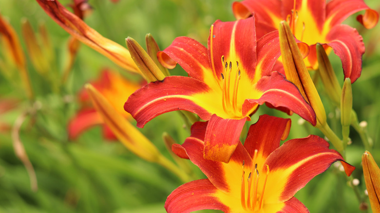 Daylily in the spring