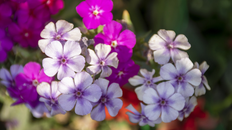 Garden phlox in the summer