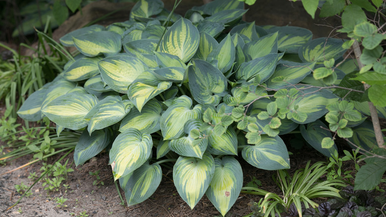 Hosta in the spring
